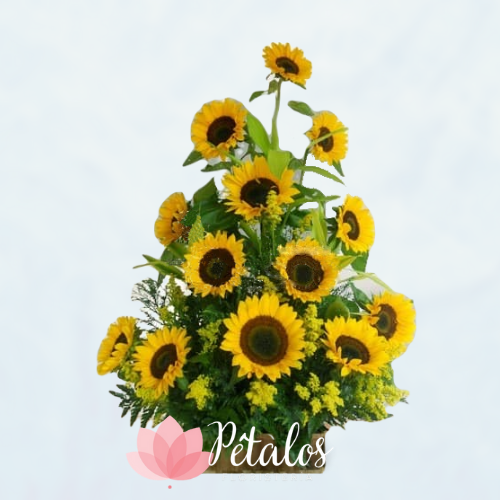 Arreglo con 13 Girasoles